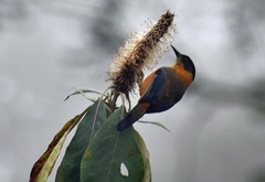 Heterophasia capistrata