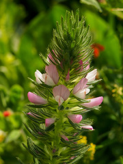 Ononis alopecuroides