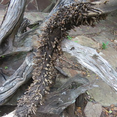 Ceratophaga vastella