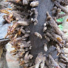 Ceratophaga vastella