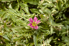 Ammannia robertsii