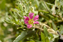 Ammannia robertsii