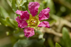 Ammannia robertsii