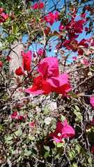 Bougainvillea
