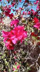 Bougainvillea