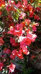Bougainvillea