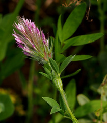 Trifolium dasyurum