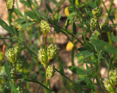Onobrychis caput-galli