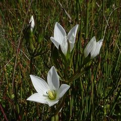 Gentianella cunninghamii