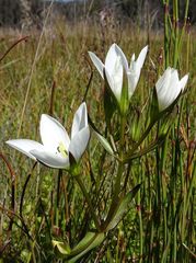 Gentianella cunninghamii