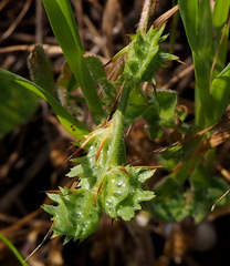 Onobrychis squarrosa