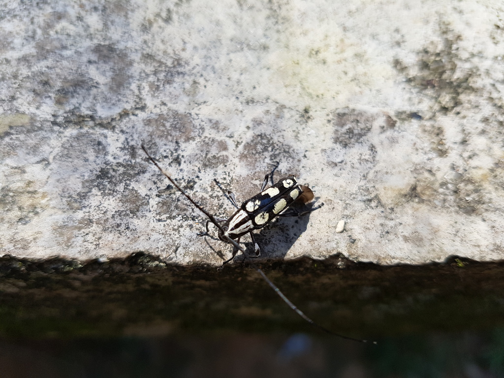 Colobothea socia