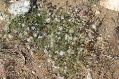 Aster hispidus