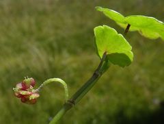 Hydrocotyle pterocarpa