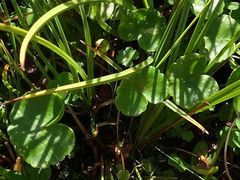 Hydrocotyle pterocarpa