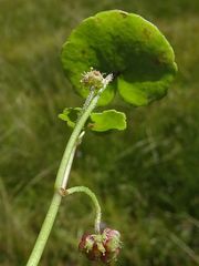 Hydrocotyle pterocarpa