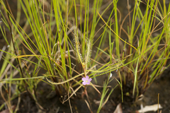 Drosera serpens
