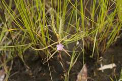 Drosera serpens