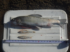 Thymallus brevirostris