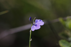 Comesperma sphaerocarpum
