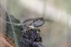 Diporiphora phaeospinosa