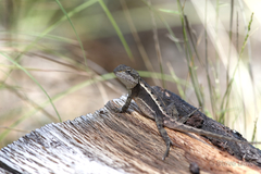 Diporiphora phaeospinosa