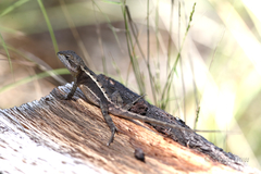 Diporiphora phaeospinosa