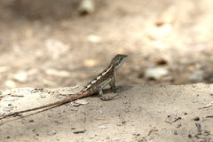 Diporiphora phaeospinosa
