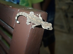 Gekko tokehos