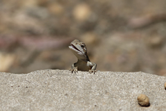 Diporiphora phaeospinosa