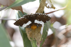 Buzara latizona