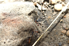 Leptomyrmex rufithorax