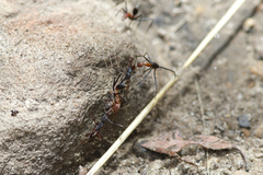 Leptomyrmex rufithorax