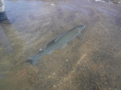 Thymallus brevirostris