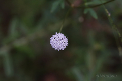 Trachymene procumbens