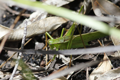 Ectopistidectes viridis