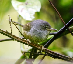 Spotted Bamboowren photo 2