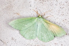 Geometra papilionaria