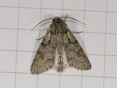 Acronicta tota
