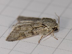 Acronicta tota