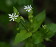 Stellaria cupaniana