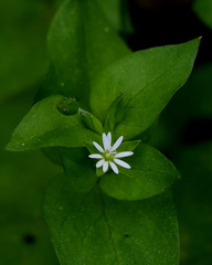 Stellaria cupaniana