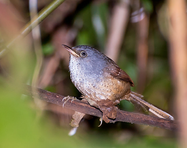 Psilorhamphus