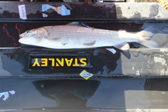 Thymallus brevirostris