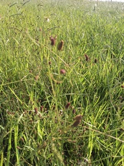Eryngium ebracteatum
