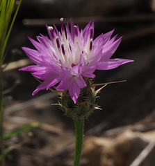 Centaurea crocodylium