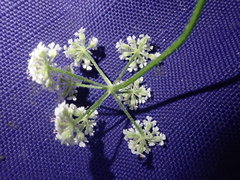 Ligusticum apiifolium