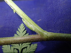 Ligusticum apiifolium