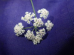 Ligusticum apiifolium