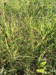 Eryngium ebracteatum
